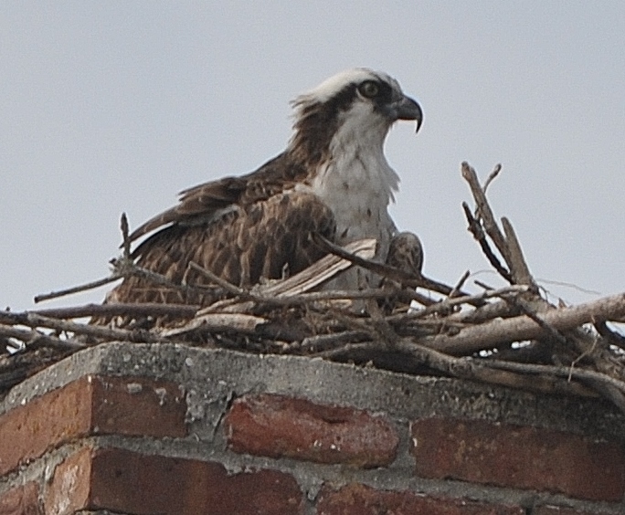 osprey in nest